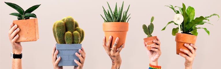 A-plant-subscription-is-a-great-way-to-add-some-outdoors-to-any-loved-ones-home.