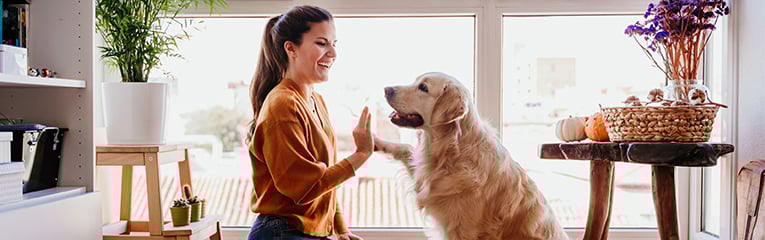 Beautiful woman doing high five her adorable golden retriever dog at home.