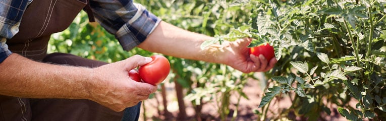 This-man-is-picking-ripe-red-tomatoes-from-his-summer-garden-home-improvement-project